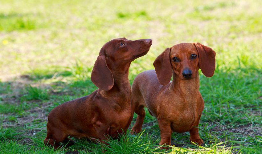 Effective Homemade Diet Plans for Austrian Black and Tan Hounds: A Complete Guide